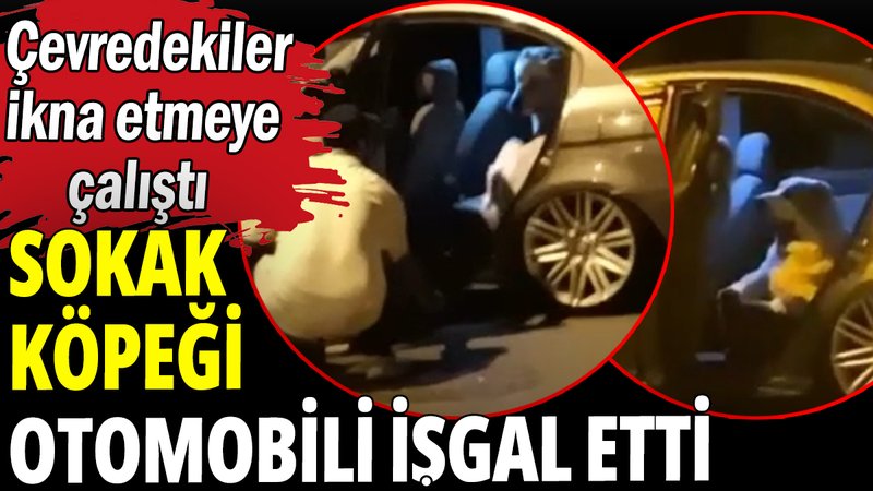 Sokak köpeği otomobili işgal etti: Çevredekiler ikna etmeye çalıştı