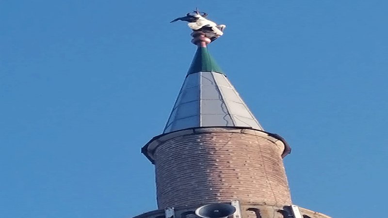 Leylek caminin minaresine takıldı