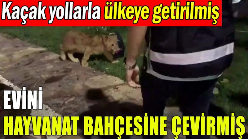 Kaçak olarak ülkeye soktuğu hayvanlara bahçede bakıyordu