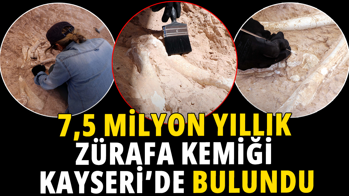 Kayseri'de 7,5 milyon yıllık zürafa kemiği bulundu