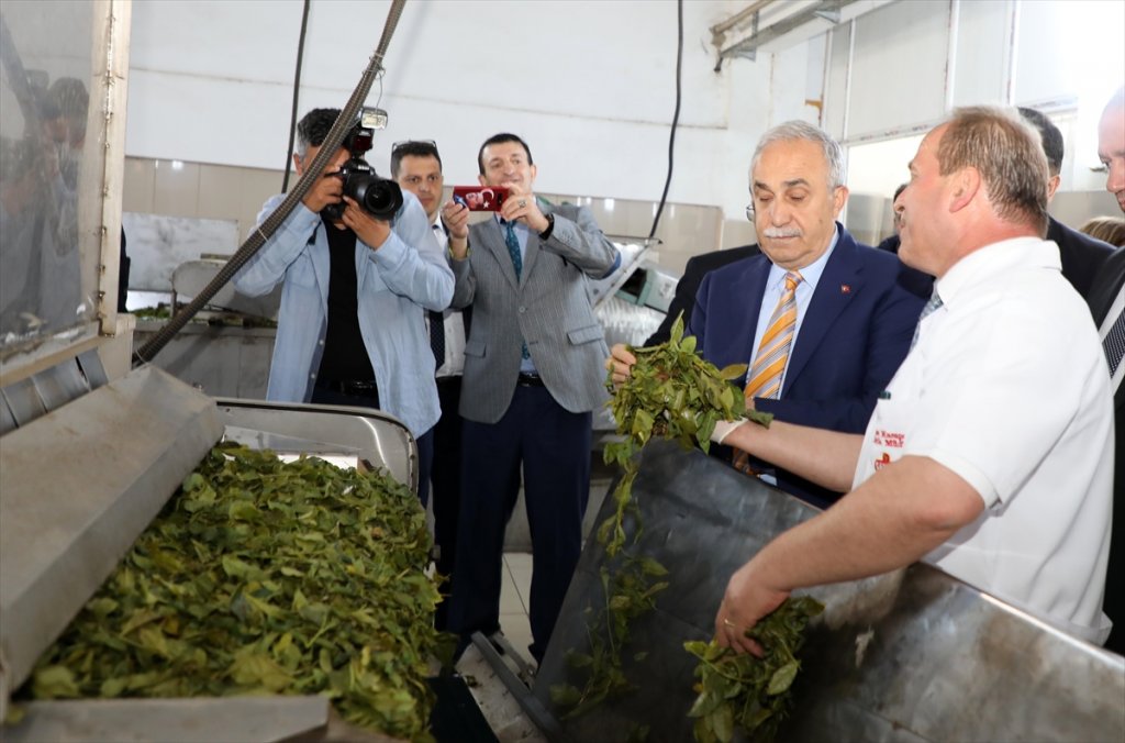 "Organik çayımız dünyada marka olarak değerini bulacaktır"