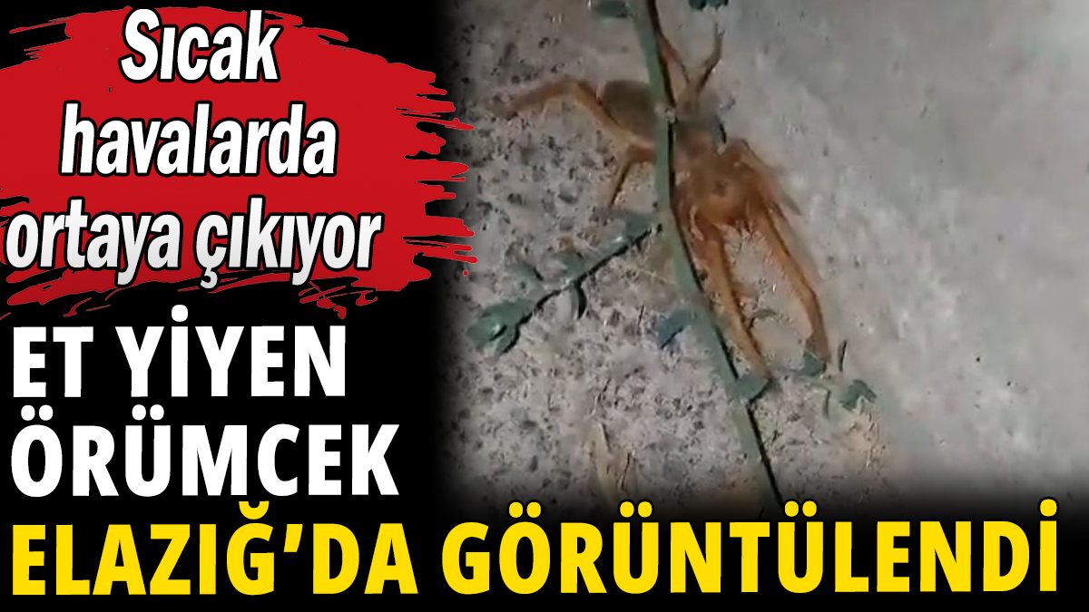 Et yiyen örümcek Elazığ'da ortaya çıktı