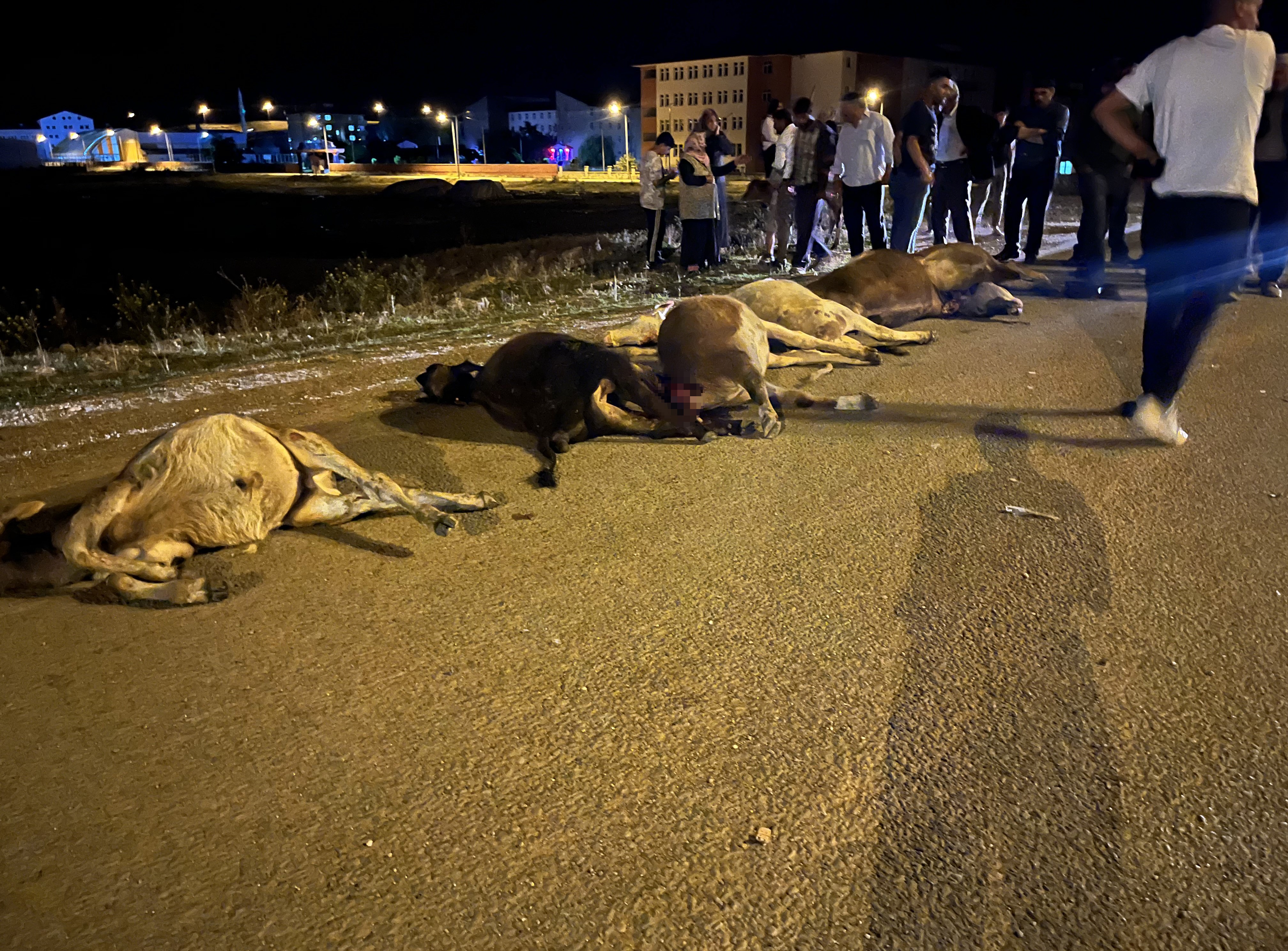 Araç sürüye daldı: Büyükbaş hayvanlar telef oldu