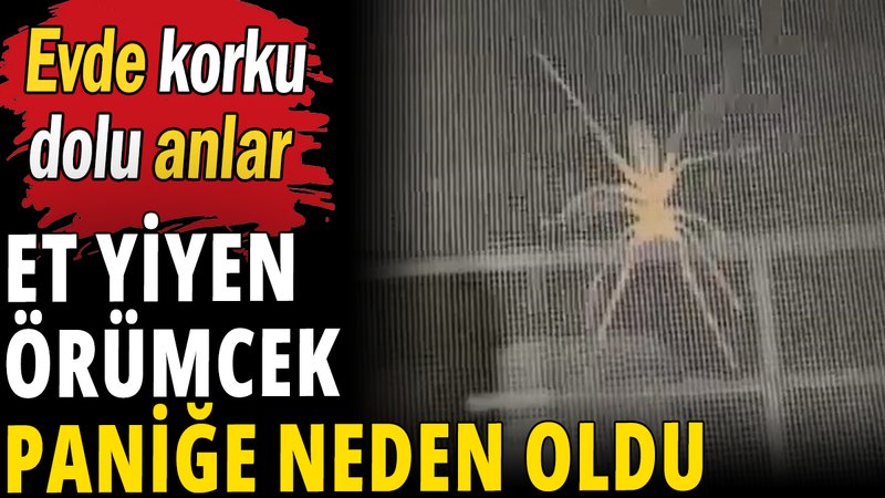 Et yiyen örümcek paniğe neden oldu: Evde korku dolu anlar