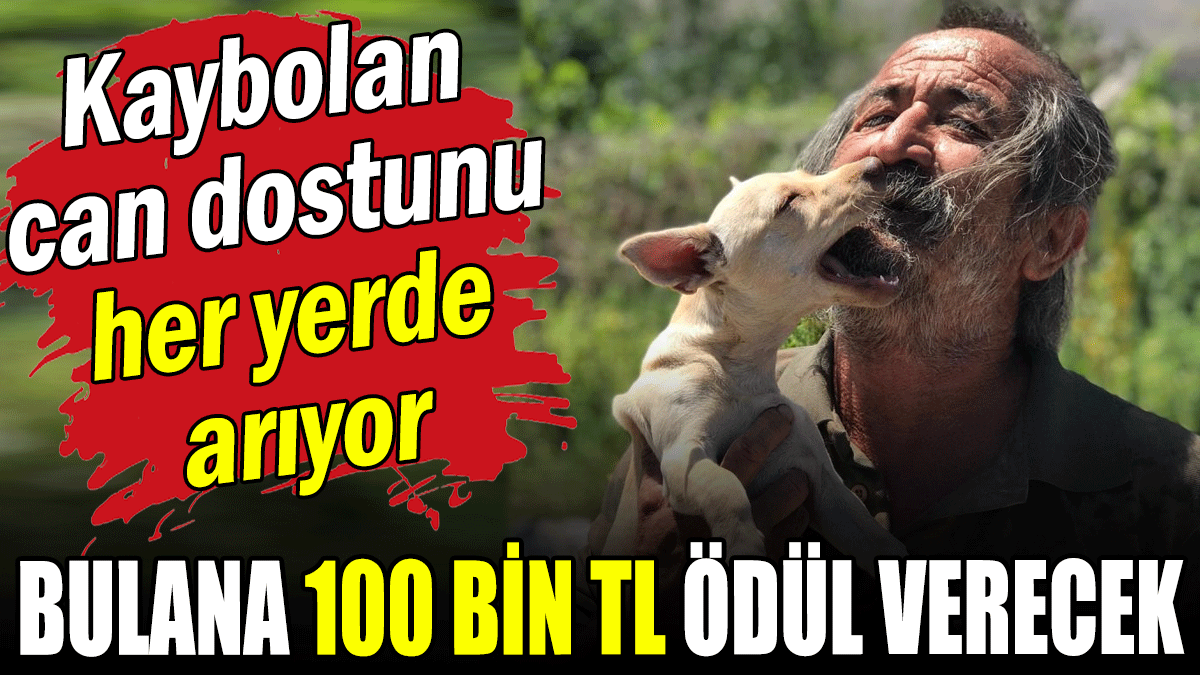 Can dostunu her yerde karış karış arıyor: Bulana 100 bin TL ödül verecek