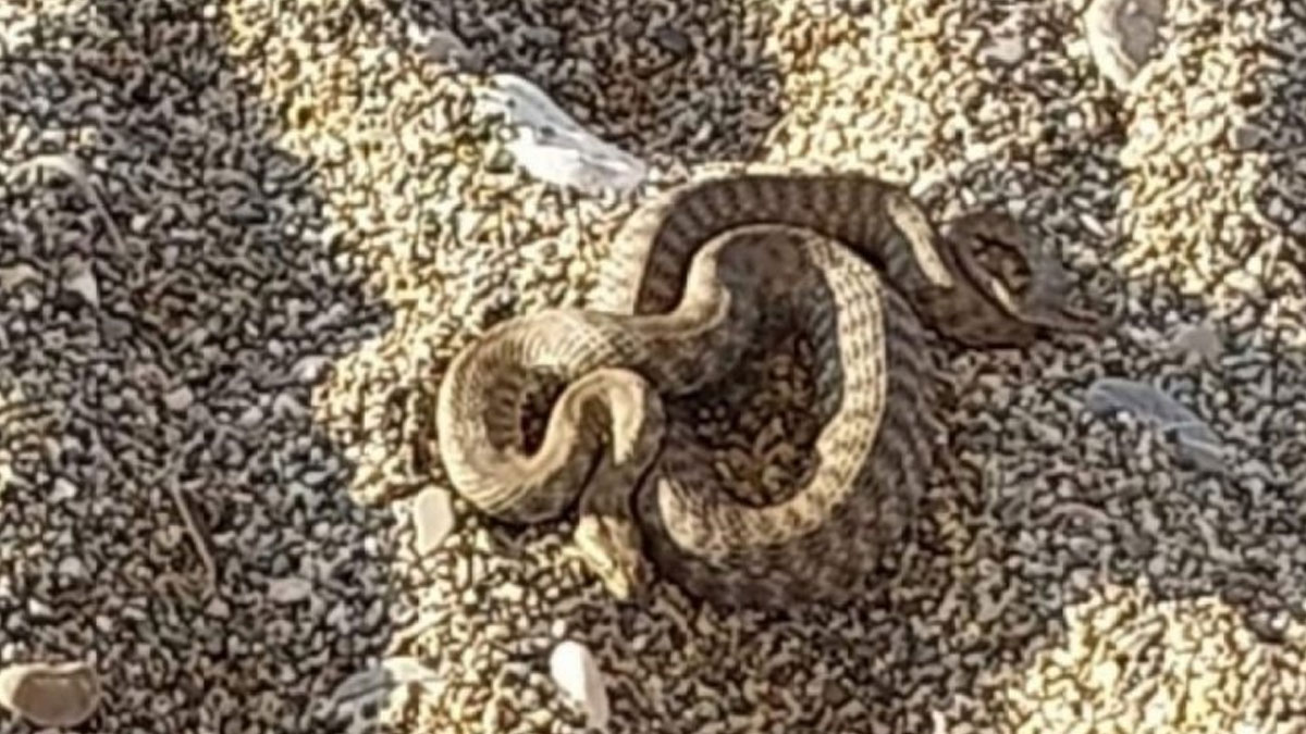 Filyos sahilinde yılan paniği