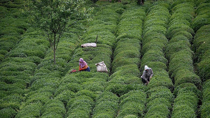 Arap iş adamlarının yeni gözdesi Karadeniz