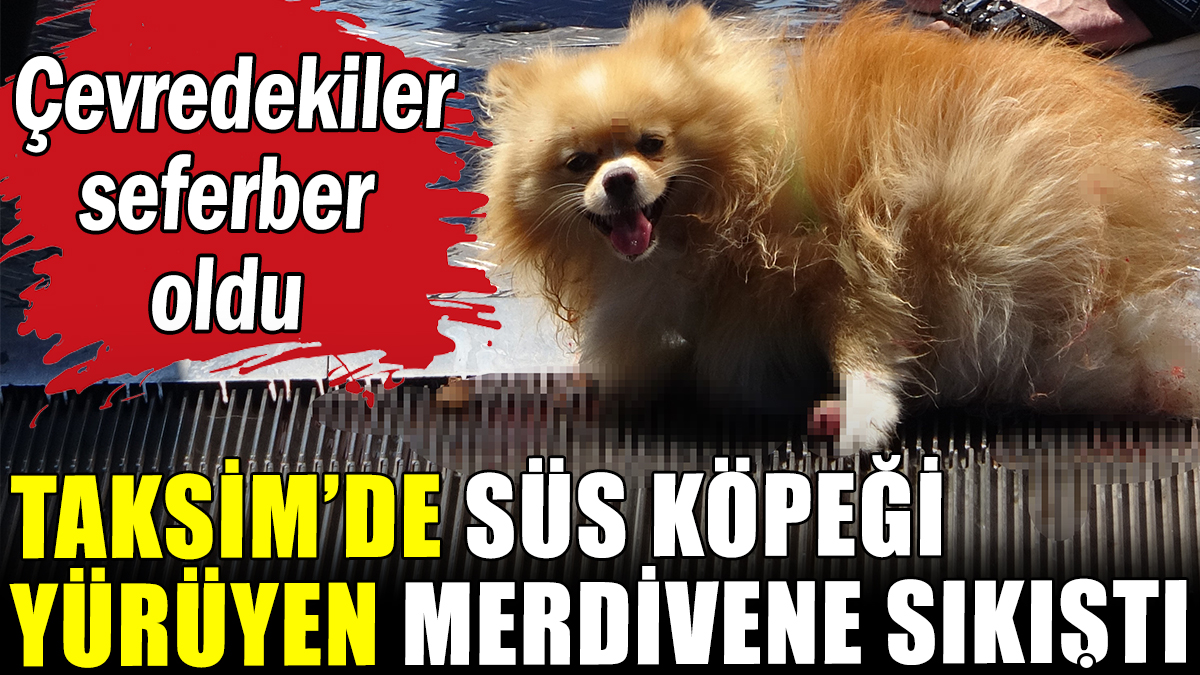 Taksim'de süs köpeği yürüyen merdivene sıkıştı