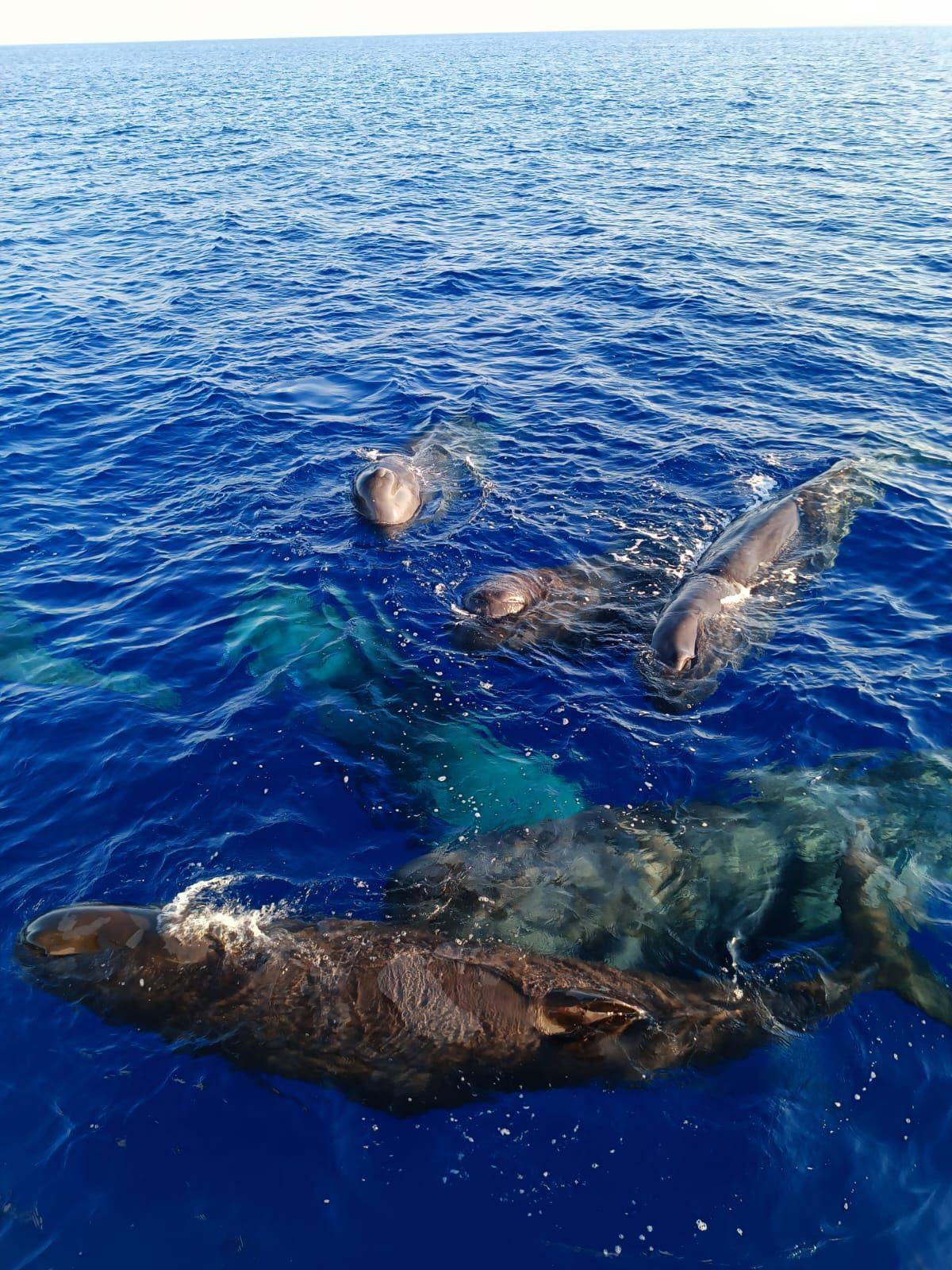 Kaş ve Fethiye'de ispermeçet balinaları görüntülendi