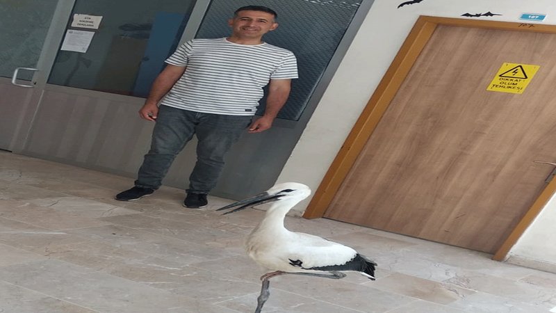 Okul müdürü, yuvadan düşen leylek yavrusunu yeniden çatıya çıkardı