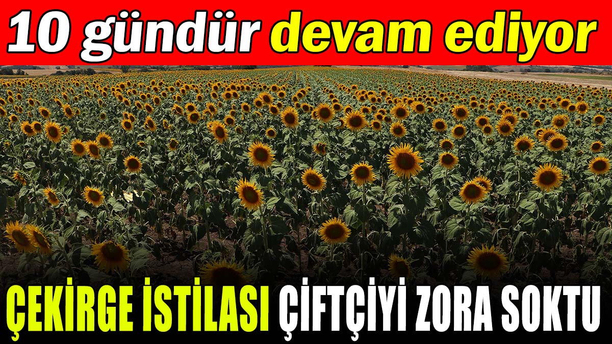 Çekirge istilası ekinlere zarar veriyor