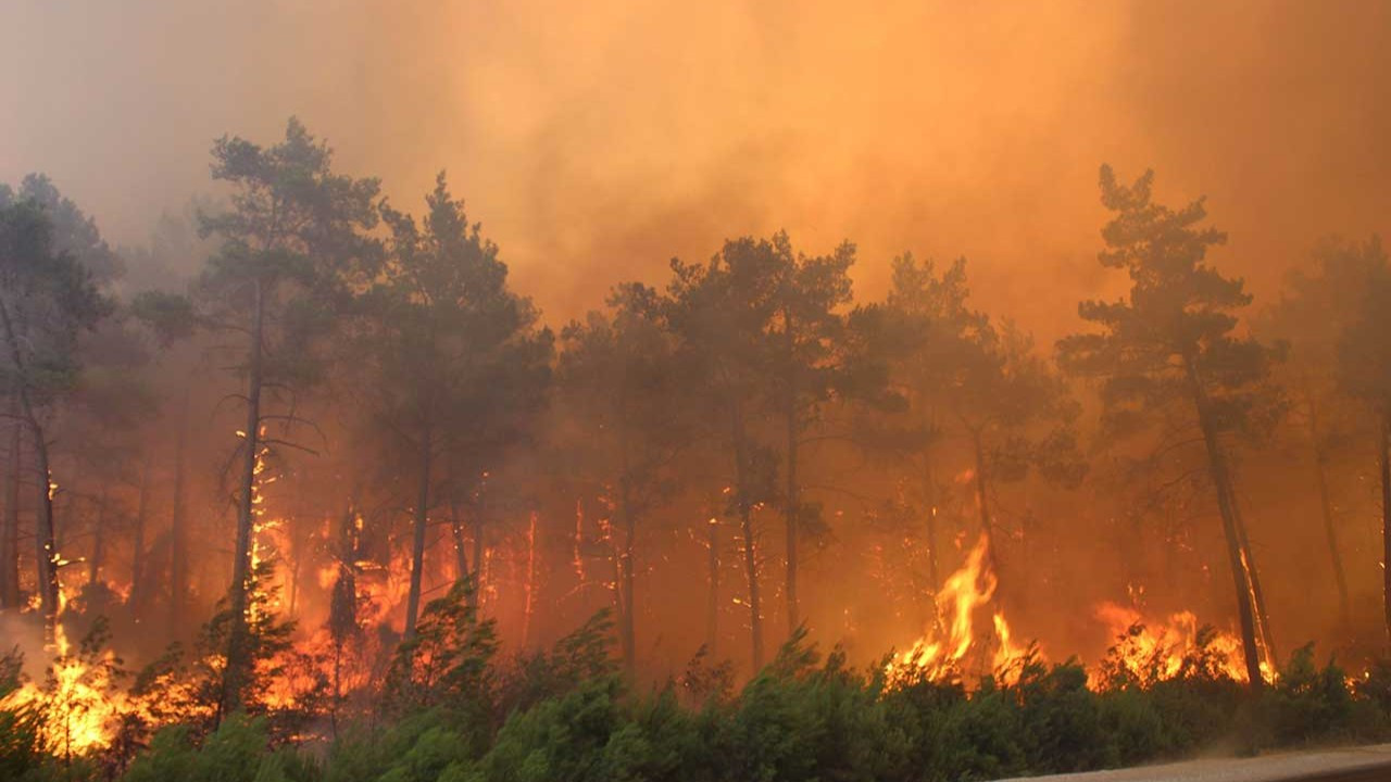 Tarım ve Orman Bakanı duyurdu! Son 10 günde kaç orman yangını meydana geldi?