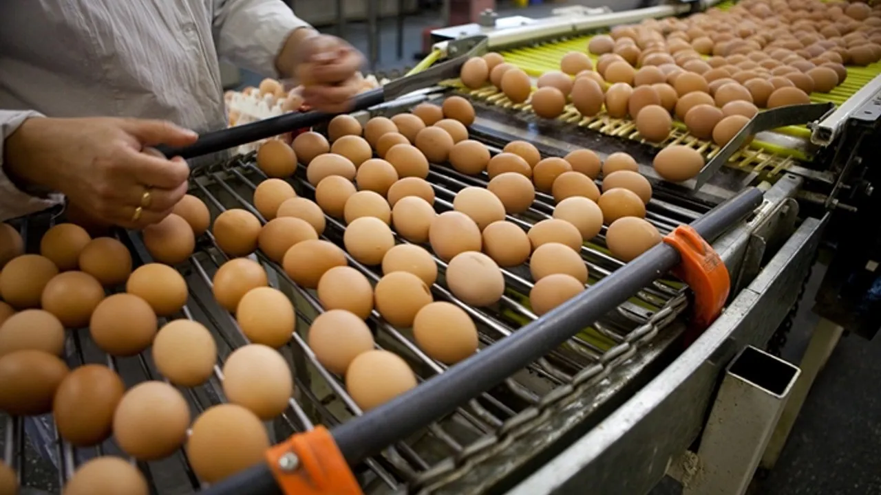 Tayvan'a ihraç edilen yumurtalarla ilgili inceleme