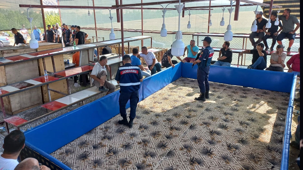 Horoz dövüştüren 71 kişi gözaltına alındı