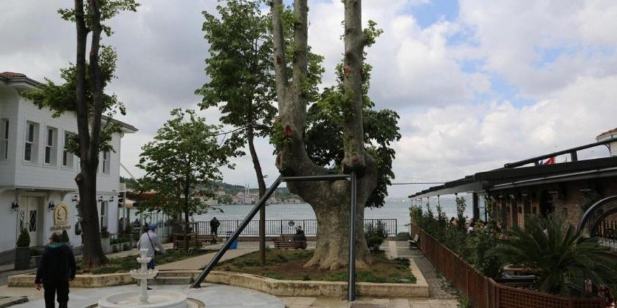 181 yaşındaki çınar toprağa tutundu...