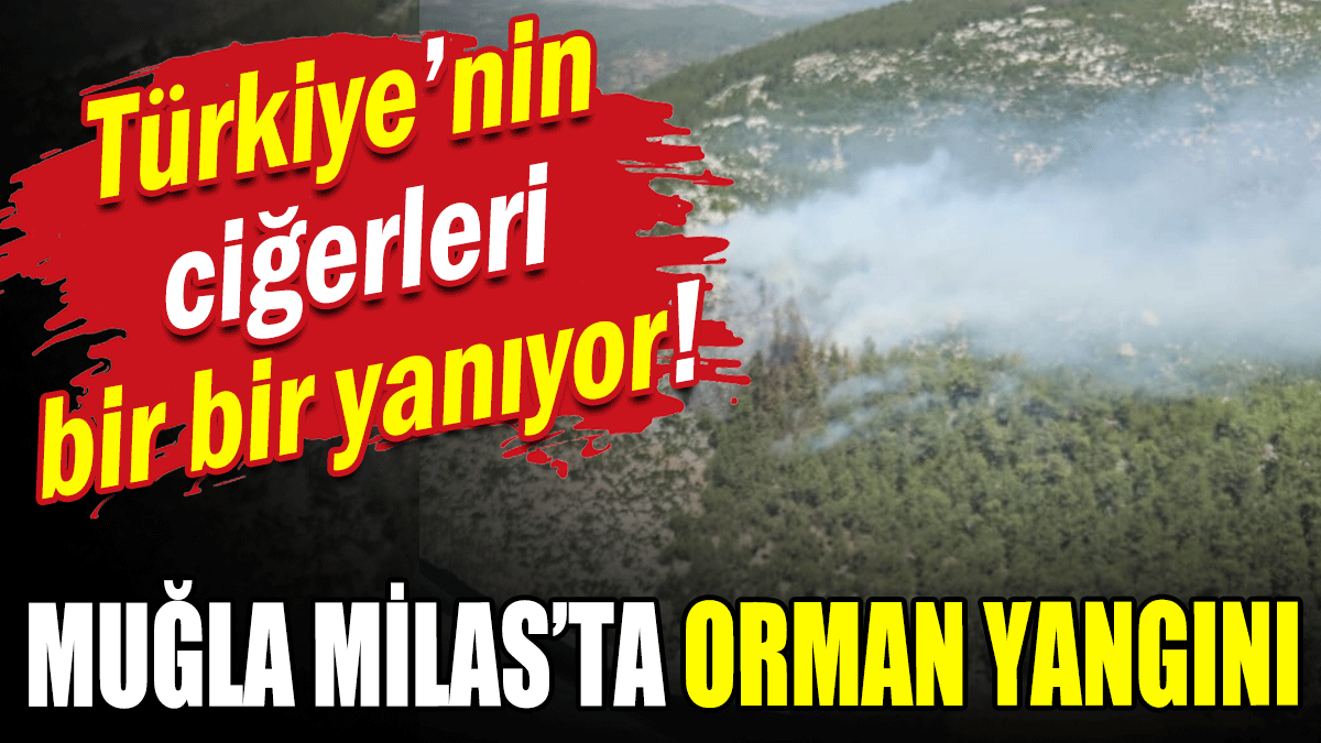 Türkiye'nin ciğerleri bir bir yanıyor: Muğla Milas'ta yangın