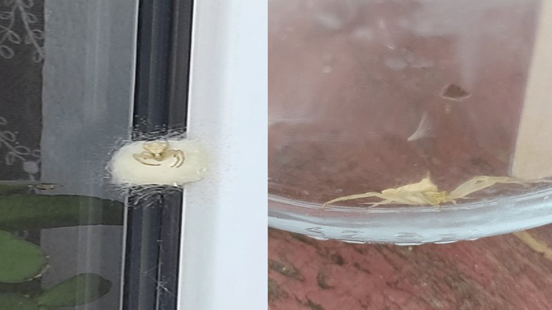 Bir ilde daha insan yüzlü örümcek görüldü