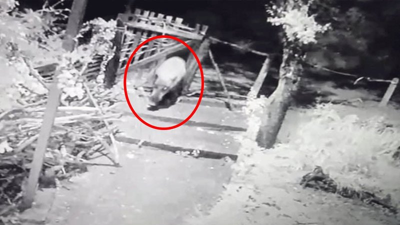 Yiyecek arayan domuz bahçe kapısını kırdı