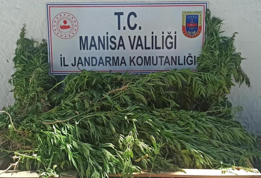 Manisa'da bin 15 kök kenevir ve kubar esrar ele geçirildi