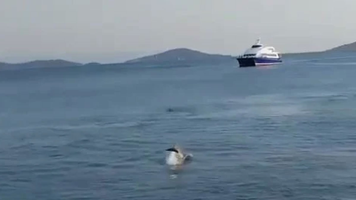 Bostancı Sahili'nde yunuslar göründü