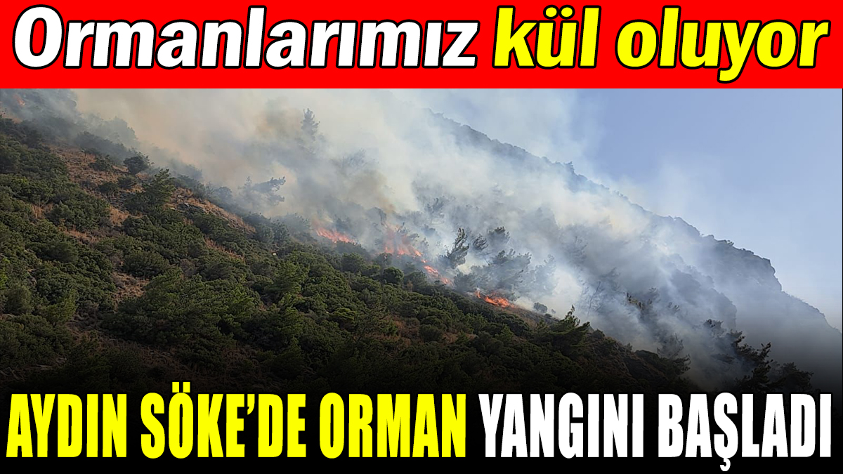 Aydın'da orman yangını