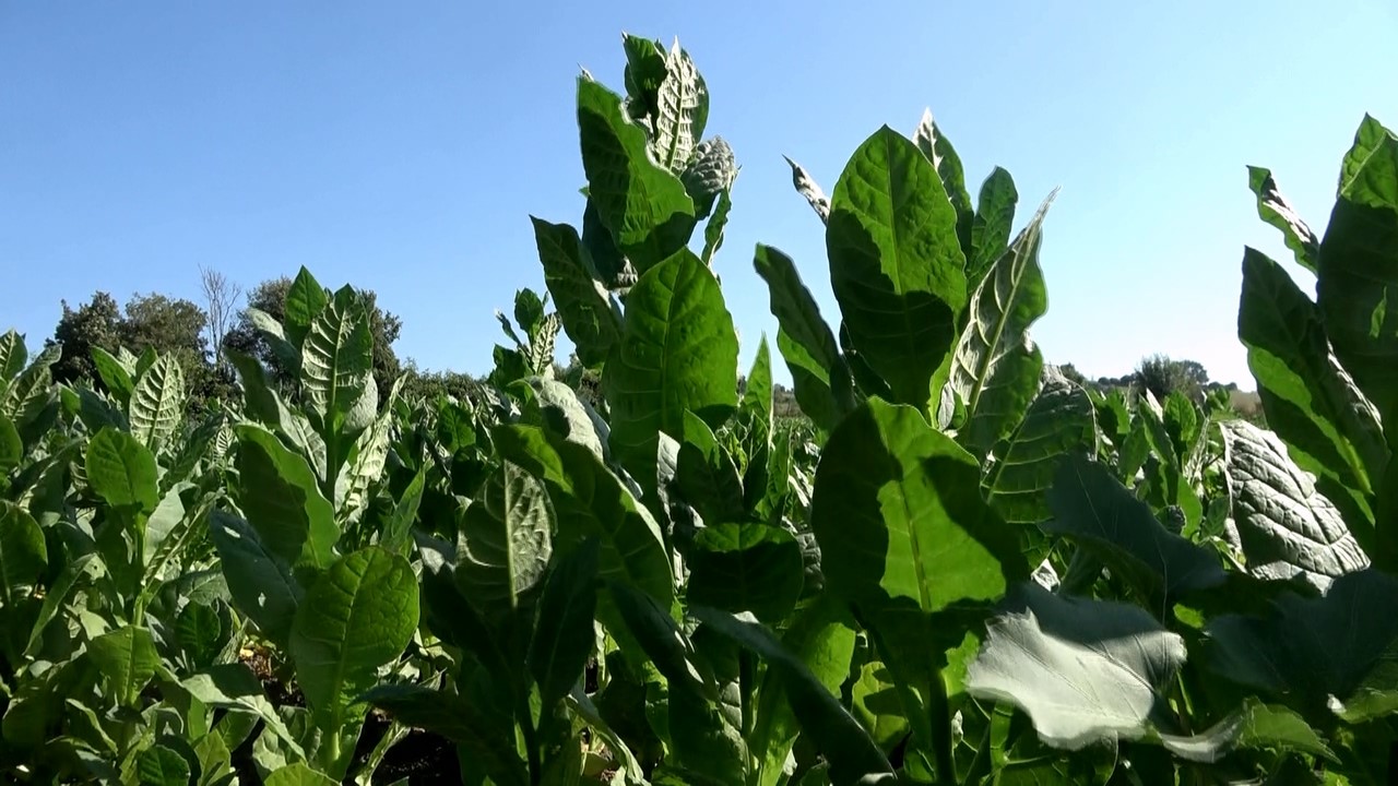 Tütün hasadı başladı