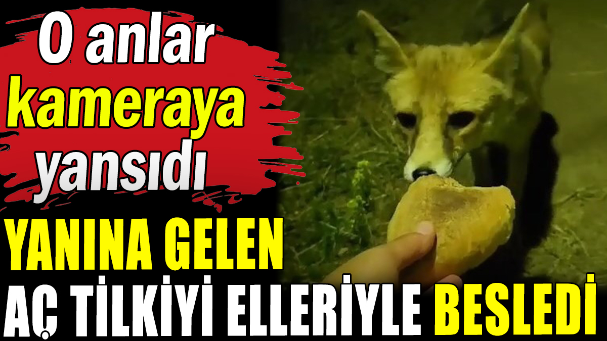 Yanına gelen aç tilkiyi elleriyle böyle besledi