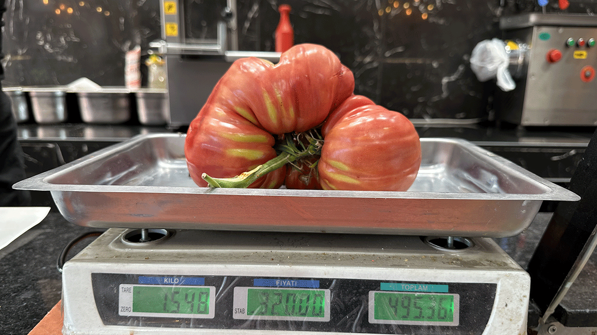 Sakarya'da ata tohumundan 1,5 kilogramlık domates yetiştirildi