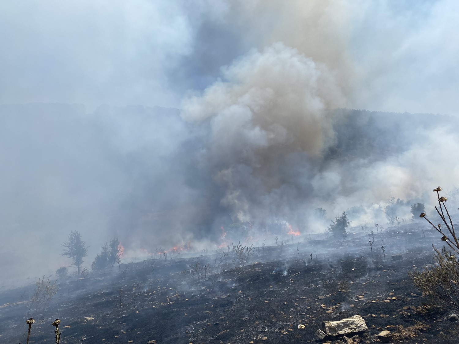 Manisa'da makilik alanda yangın
