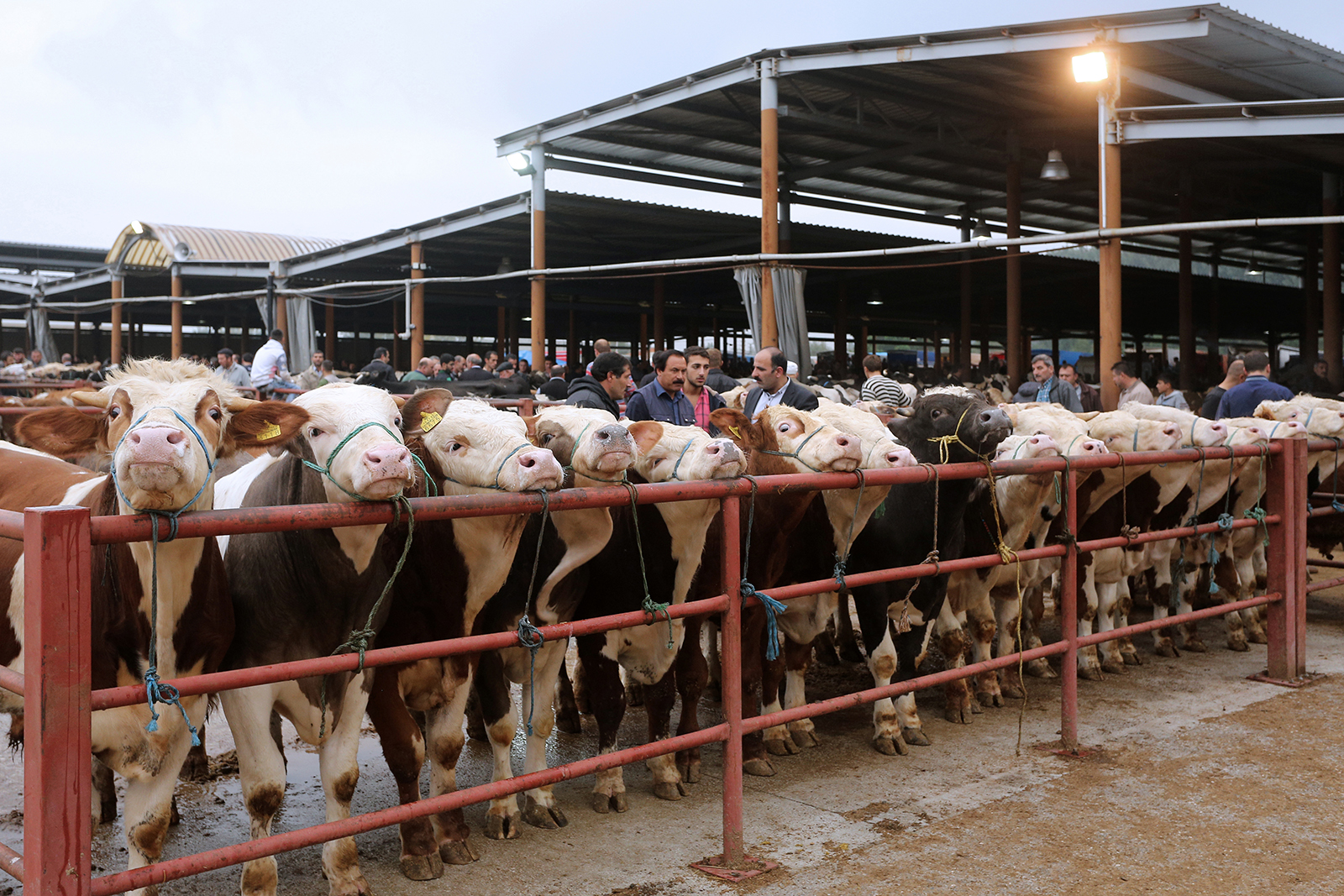 Samsun'da şap nedeniyle hayvan pazarları kapatıldı