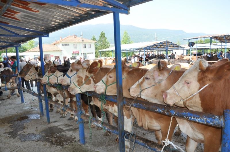 Kahramanmaraş'ta tedbir amaçlı şap karantinası başlatıldı