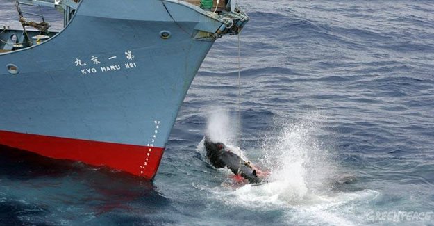 Japon balıkçılar Antarktika'da 333 balina öldürdü
