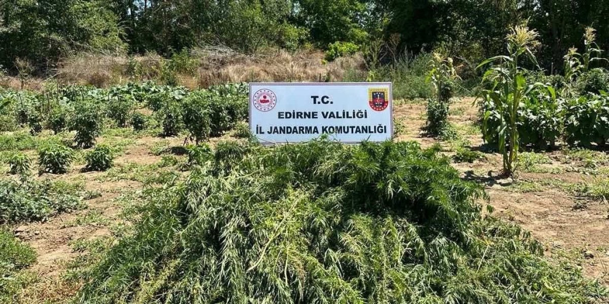 Edirne'de 12 bin kök Hint keneviri ele geçirildi