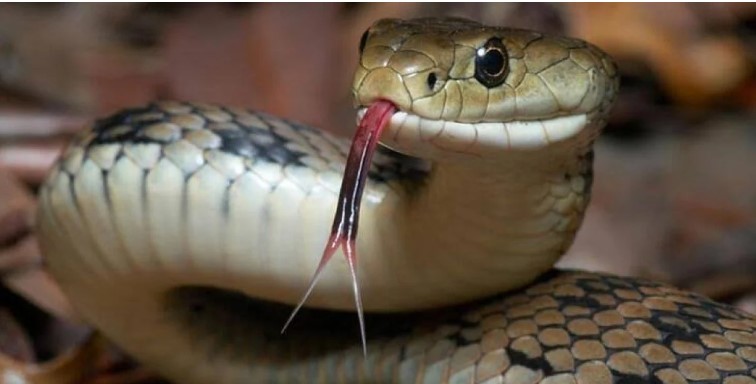 "Koronavirüs salgını yılanların sayısını artırdı"