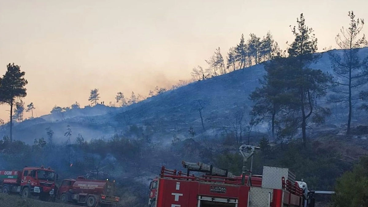 Bilecik'te orman yangını