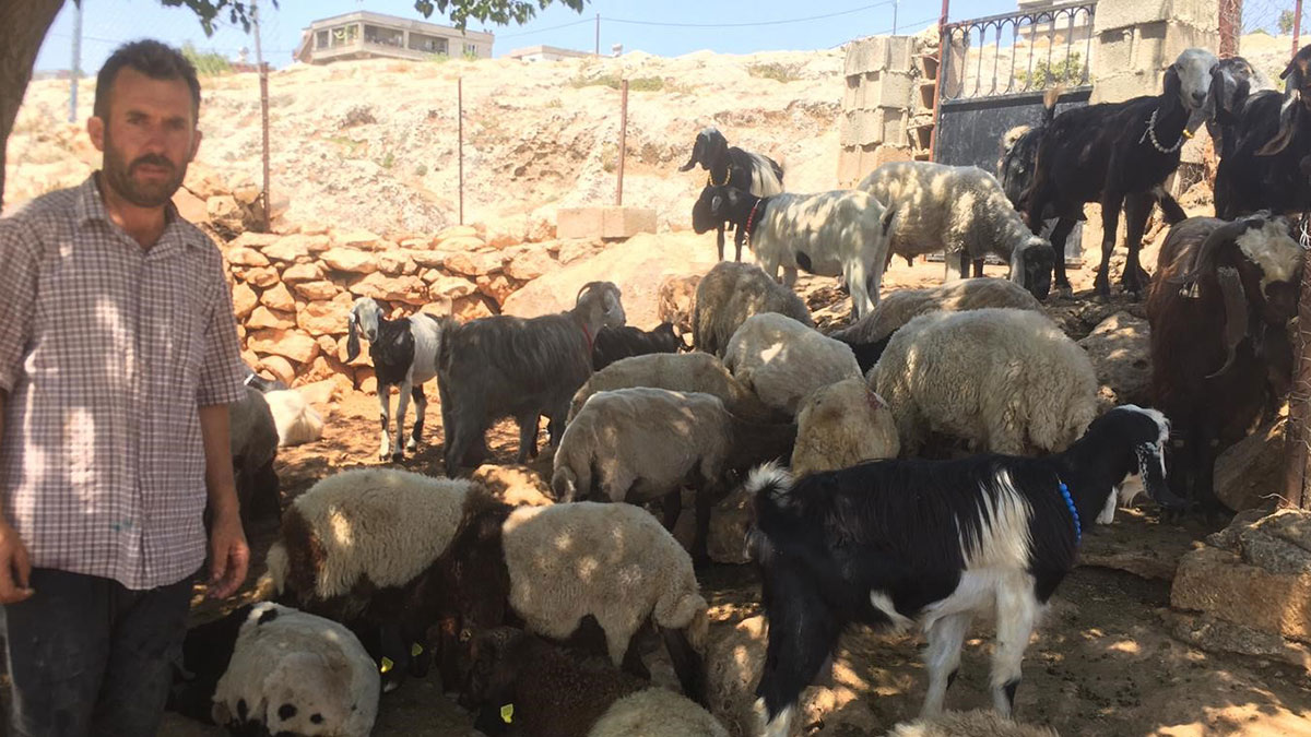 Kurtlar köye indi: 26 koyun telef oldu