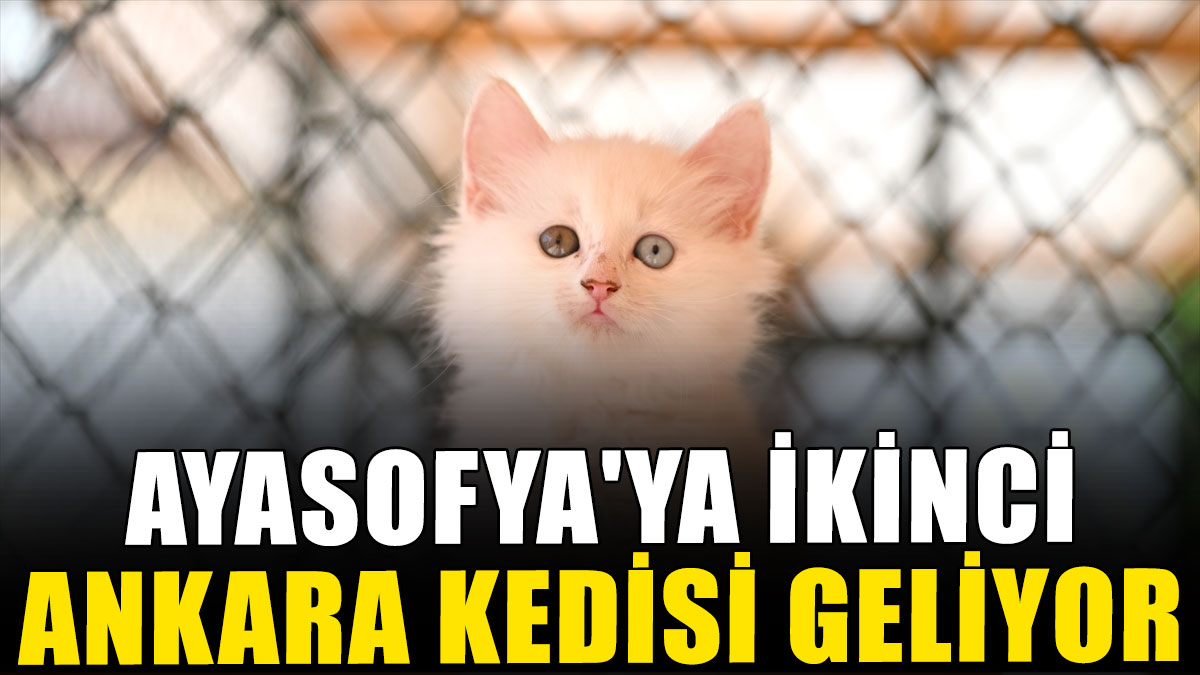 Ayasofya'ya ikinci Ankara kedisi geliyor