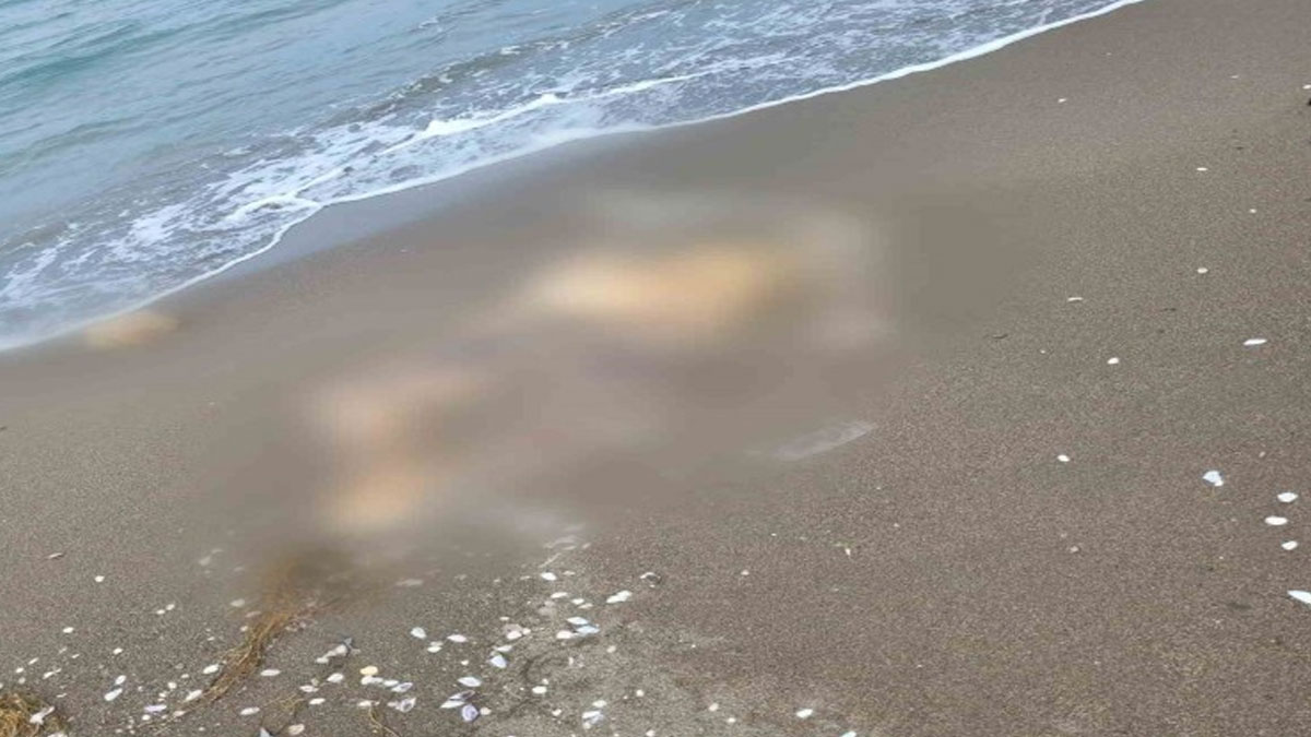 Samsun'da sahilde dolaşan muhtar ceset buldu