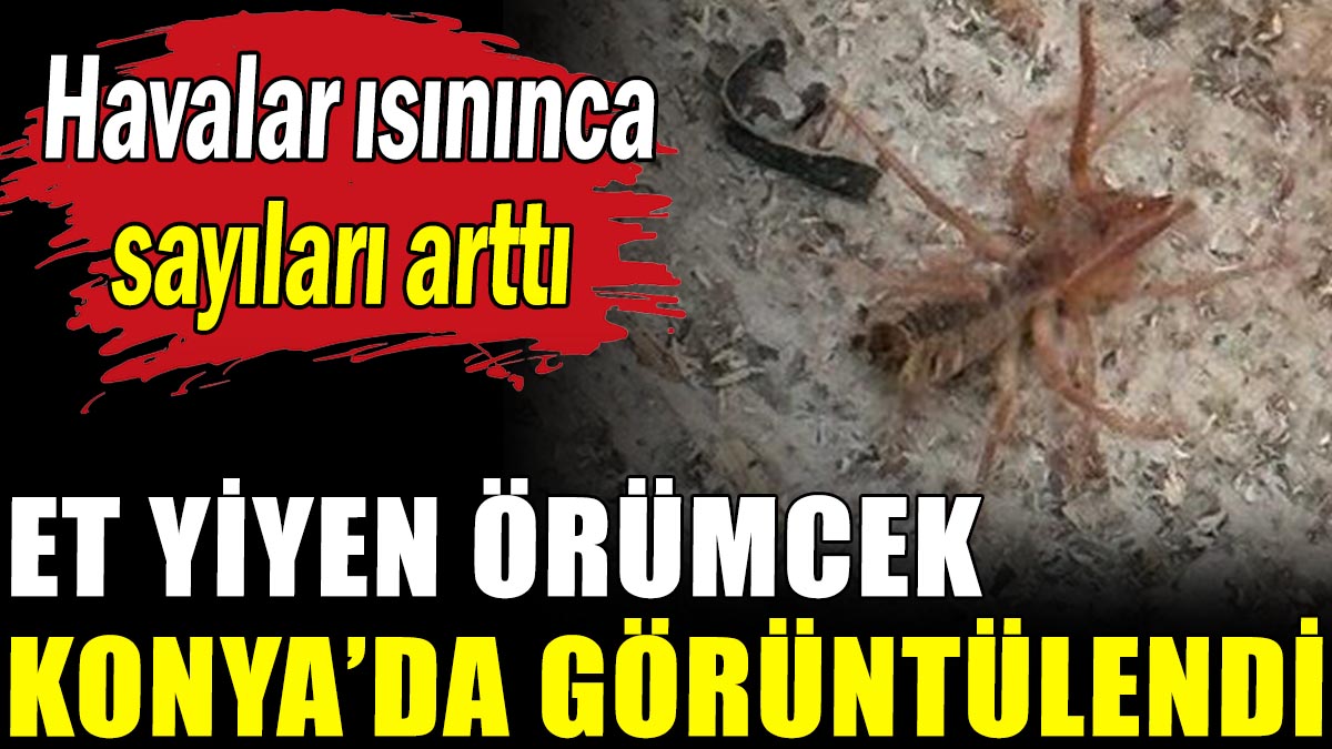 Et yiyen örümcek Konya'da görüldü