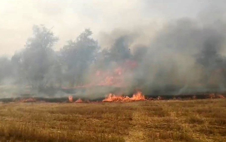 Tarladan ormanlık alana sıçrayan yangın paniğe neden oldu