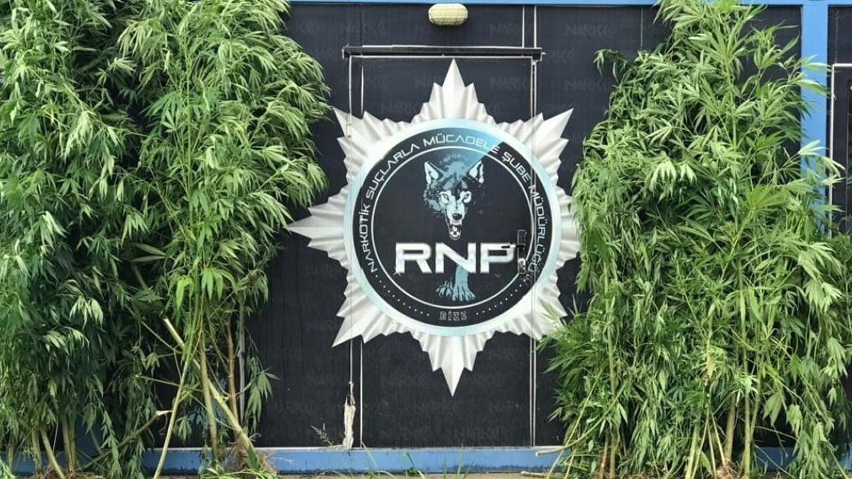 Rize'de 74 kök Hint keneviri ele geçirildi