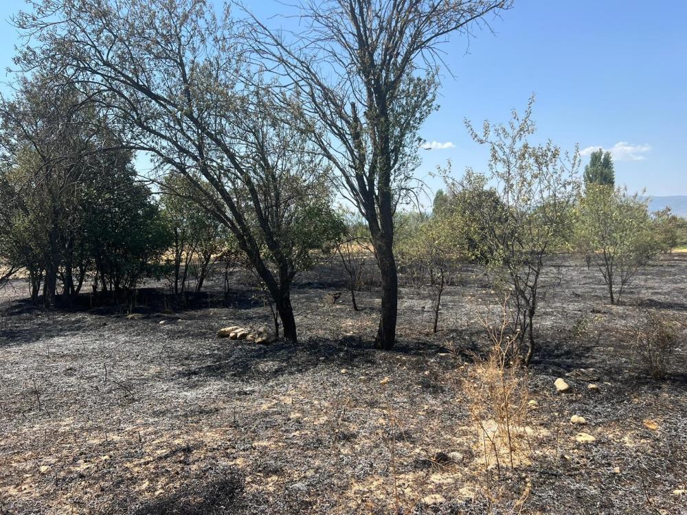 Burdur'da 50 dönüm arazi küle döndü