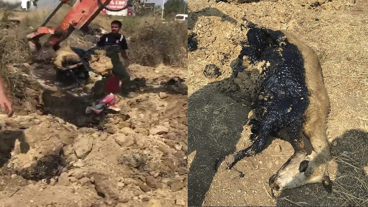 Zifte saplanan koyun kurtarıldı