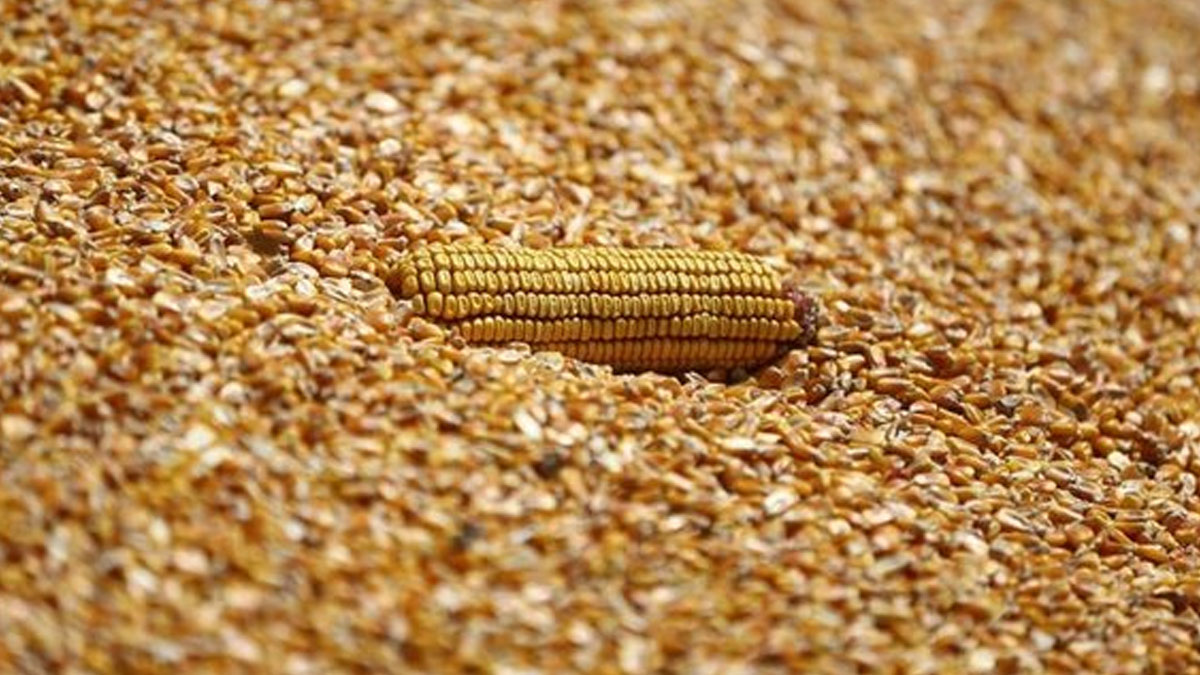 Mısır alım fiyatı belli oldu