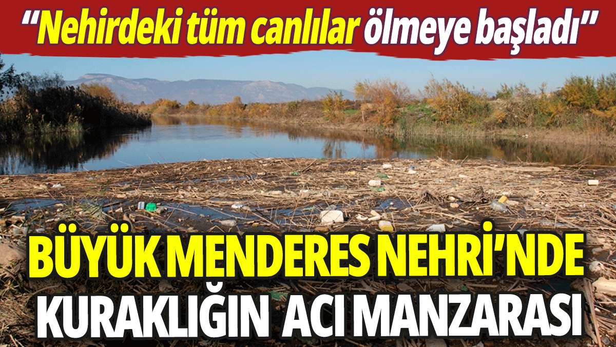 Büyük Menderes Nehri'nde kuraklığın acı manzarası: Tüm canlılar ölmeye başladı