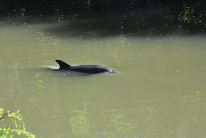 Irmağa giren yunus kurtarıldı