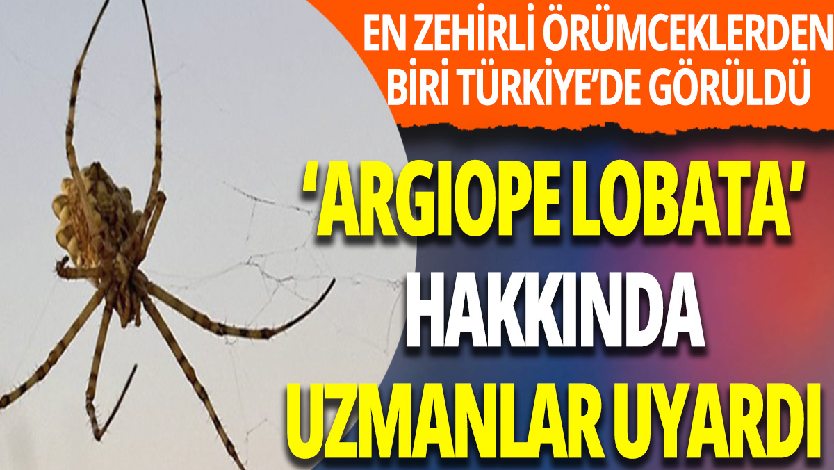 Dünyanın en zehirli örümcek türlerinden biri Türkiye'de görüldü