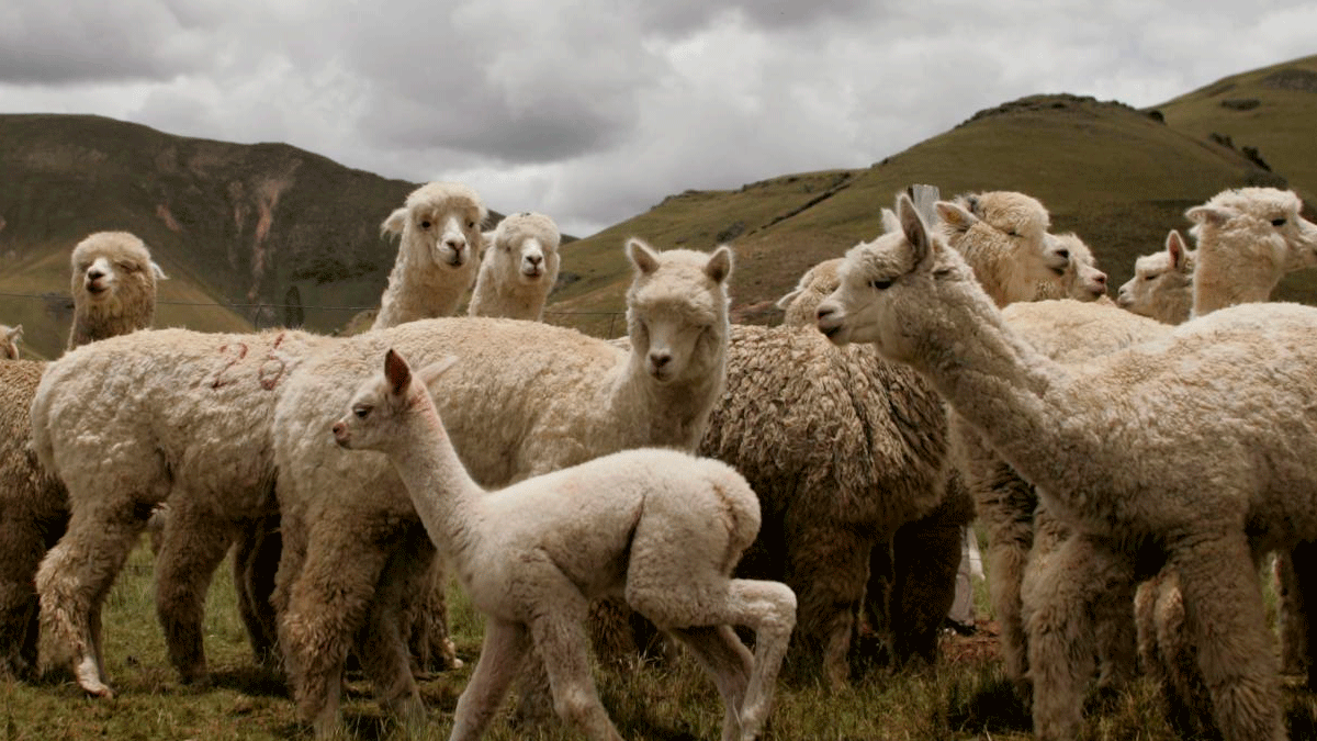 Kovid-19 yardım fonlarıyla çiftlik satın alan adama 2 yıl hapis