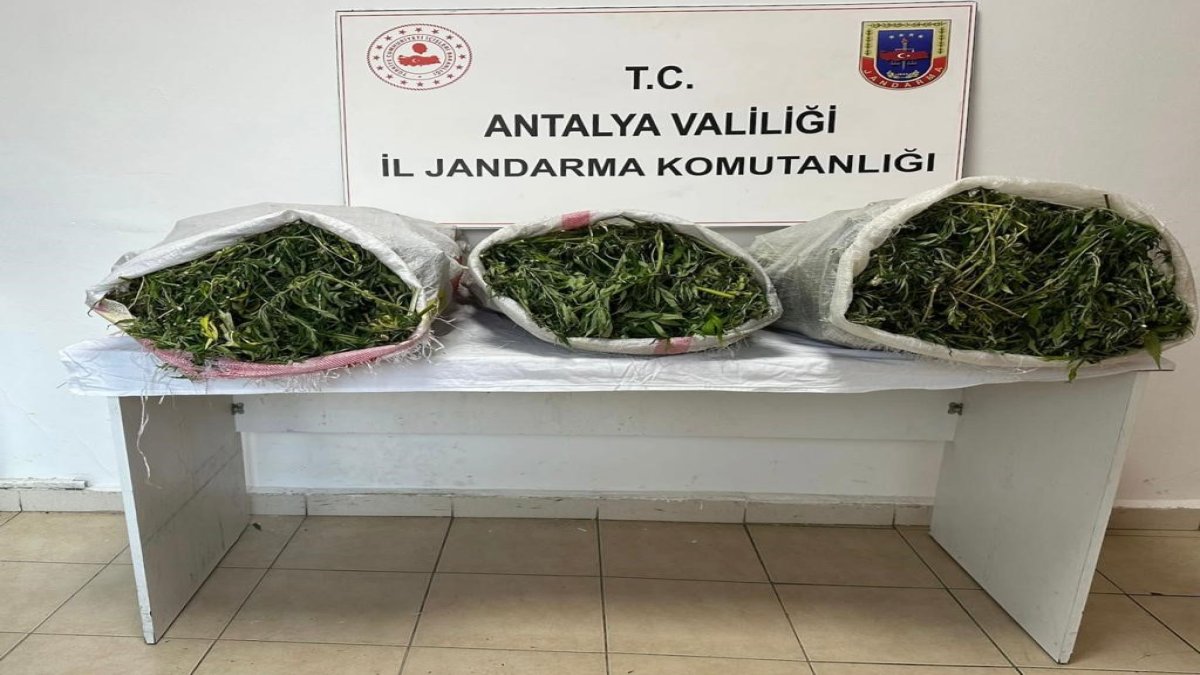 Antalya'da serada yetiştirilen uyuşturucu operasyonla ele geçirildi