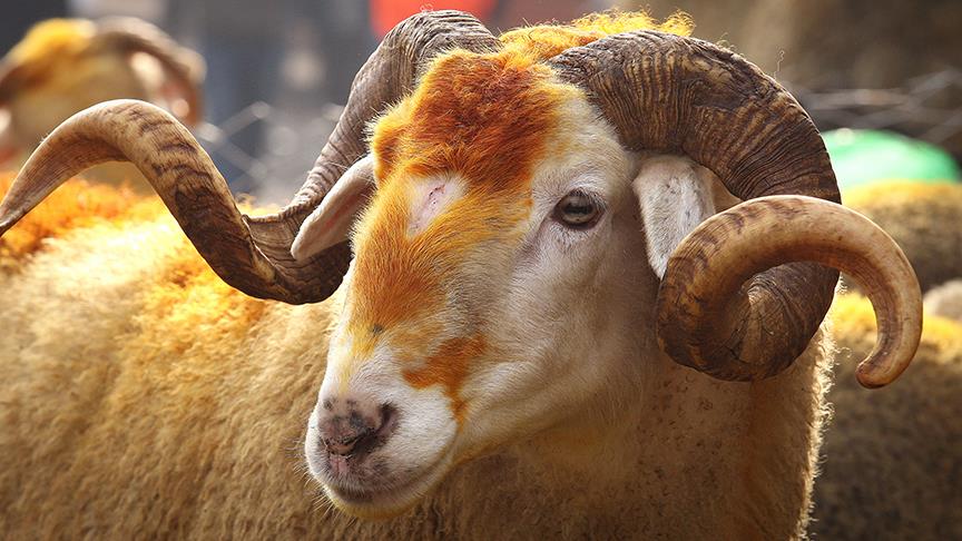 Kurban bedelleri açıklandı